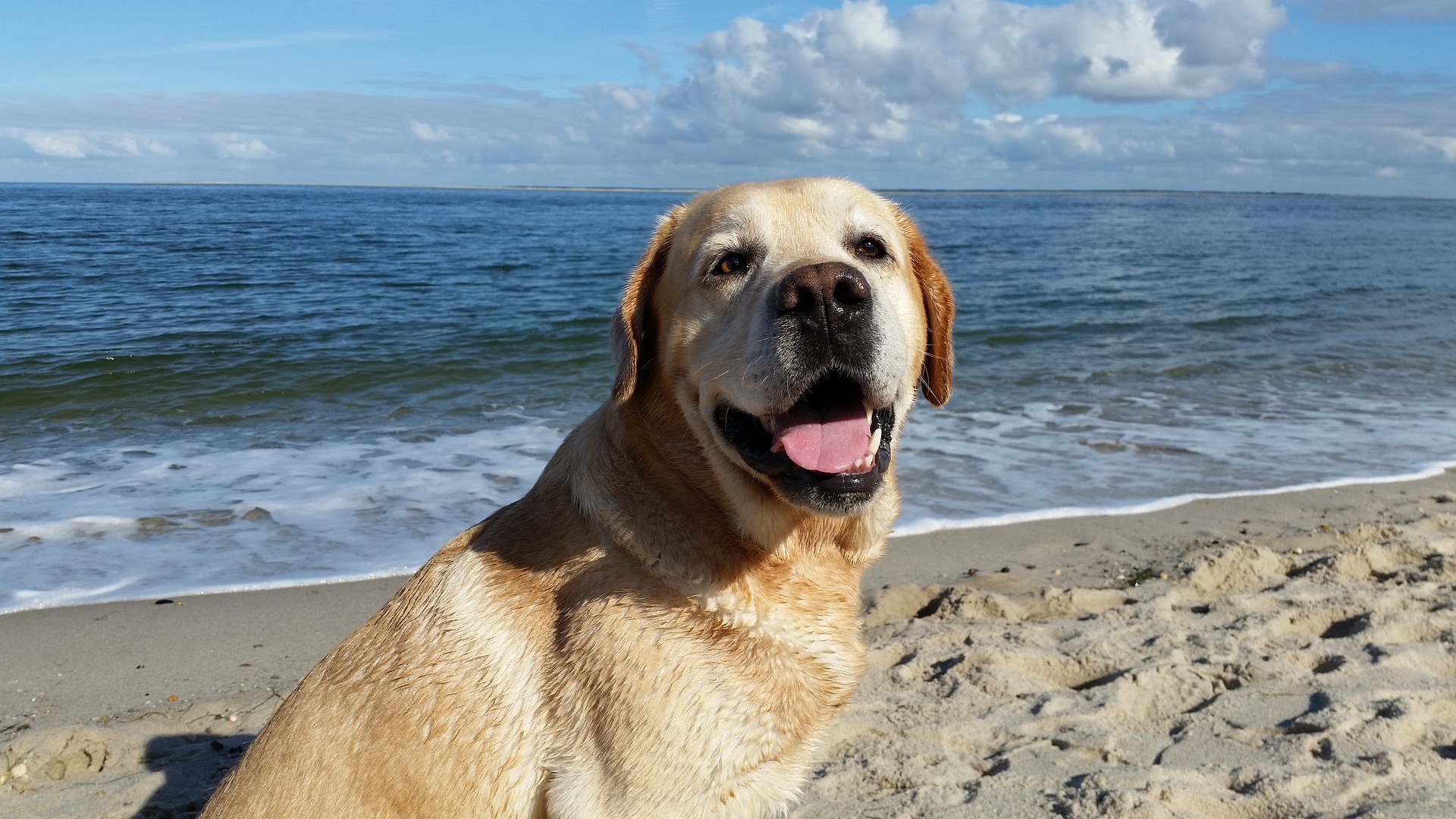 Dog Beaches U.S.