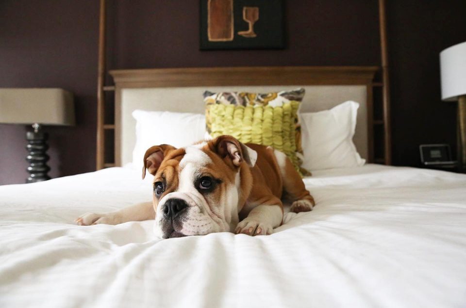 Kimpton Hotels Pet Policy