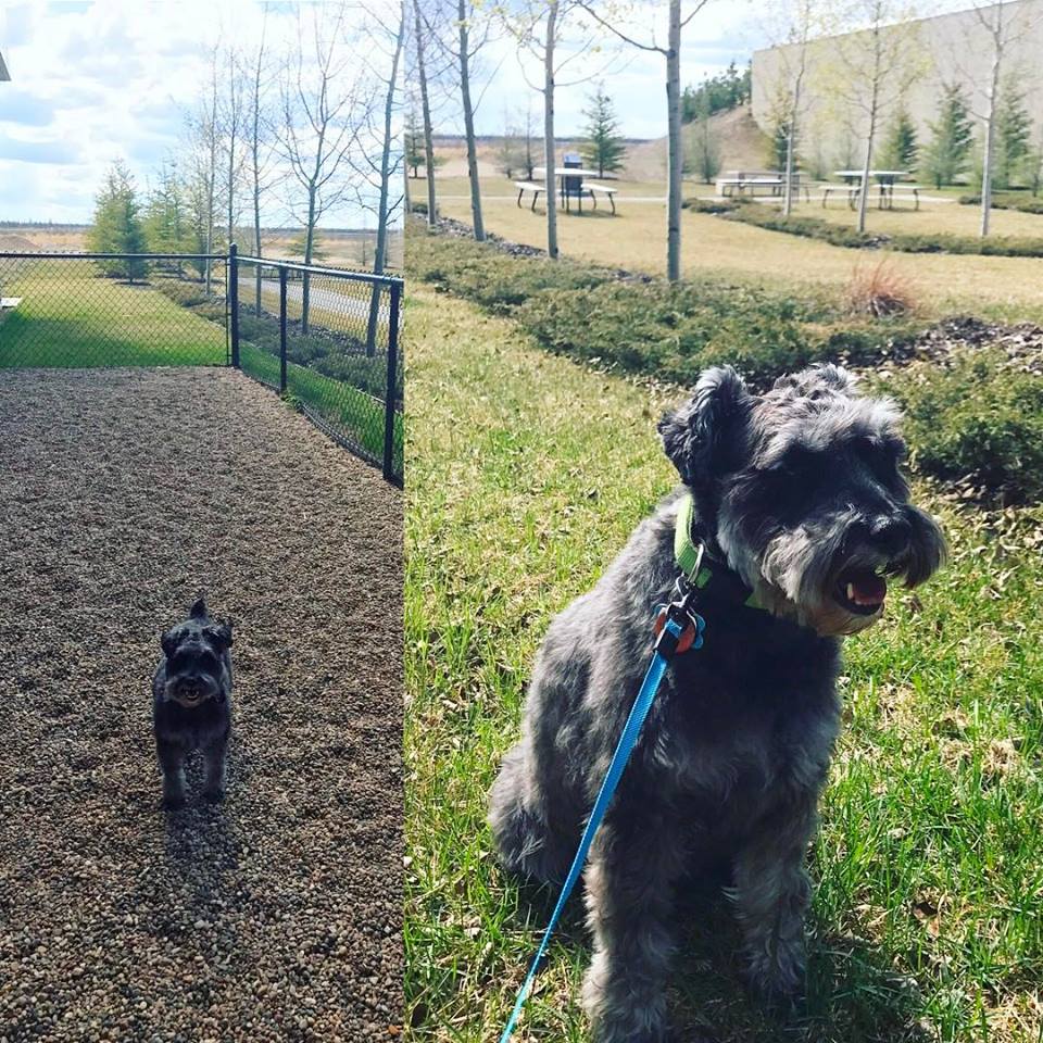 Fort McMurray International Airport (YMM) Pet Relief Areas Pet