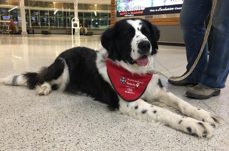 Skyxe Saskatoon Airport (YXE) Pet Relief Areas