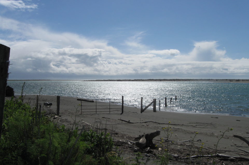 Humboldt County Dog Friendly Beaches Pet Friendly Travel