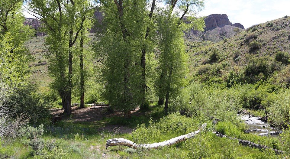 Gunnison Curecanti National Recreation Area Campgrounds Pet Friendly