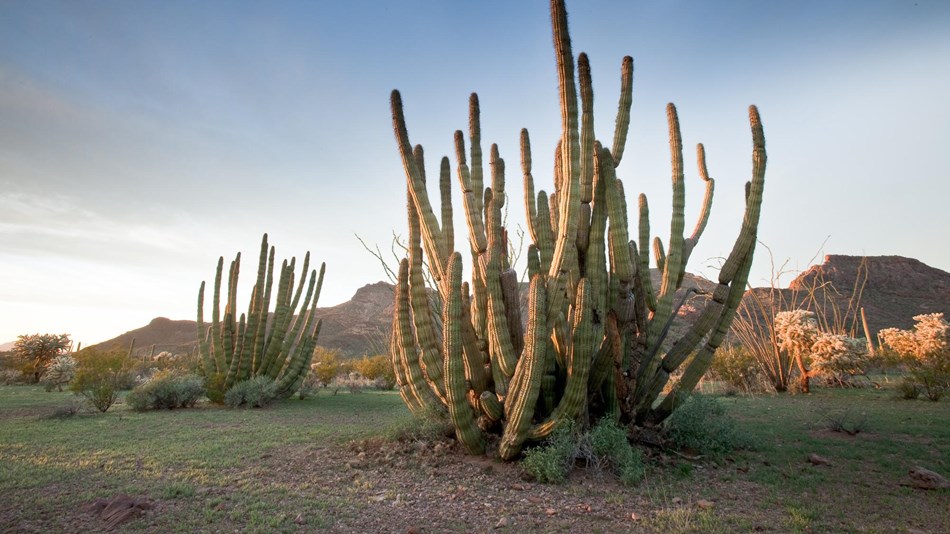 Oregon Pipe Cactus National Monument Campgrounds