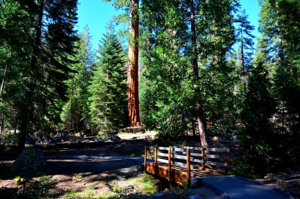 Sequoia National Forest Campgrounds Pet Friendly Travel