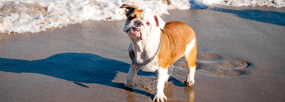 Bark Beach at Spanish River Park – Boca Raton, FL
