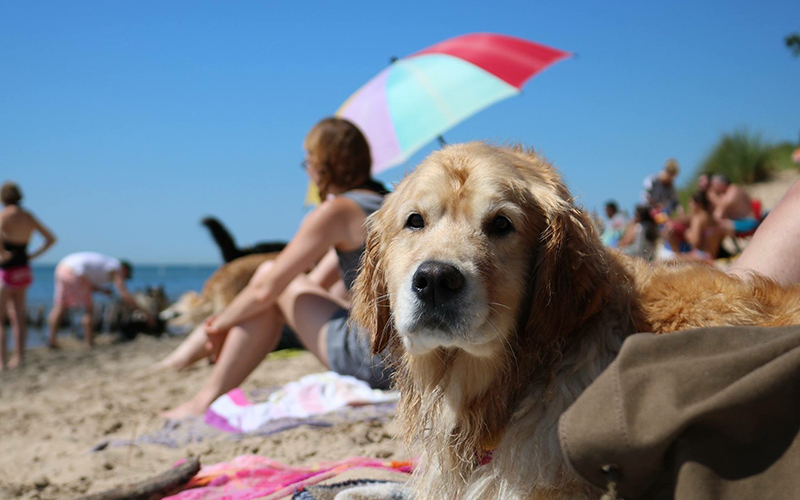 Kirk Park Dog Beach - Off-Leash Dog Beach | Pet Friendly Travel