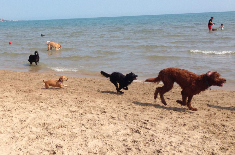 Montrose Beach DFA Chicago, IL Pet Friendly Travel