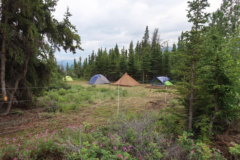 Yukon Government Campgrounds Pet Friendly Travel