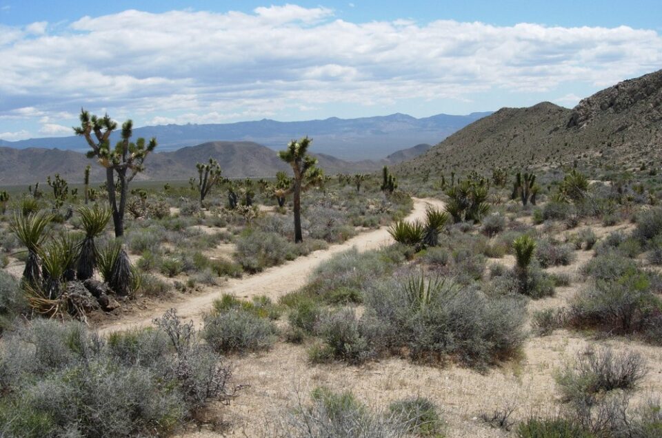Mojave National Preserve Pet Policy Pet Friendly Travel