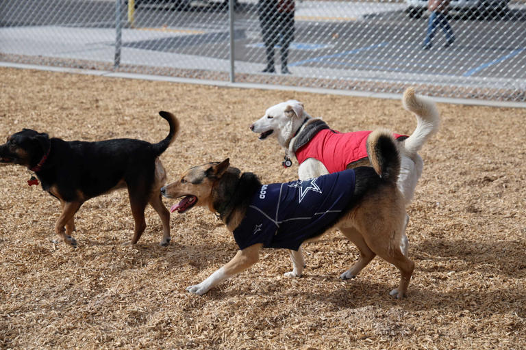 Albuquerque Dog Parks – Albuquerque, NM