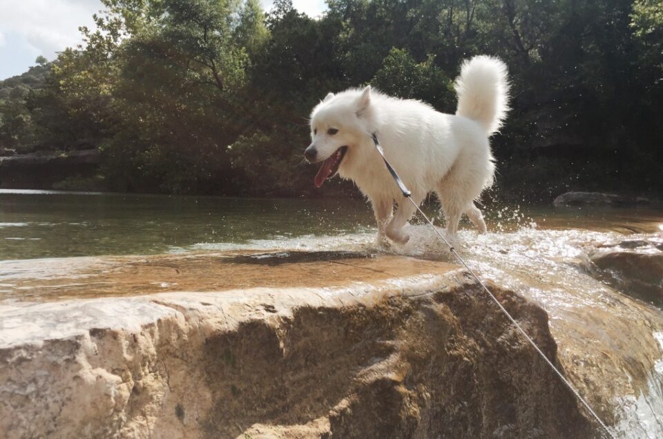 Austin Dog Parks – Austin, TX