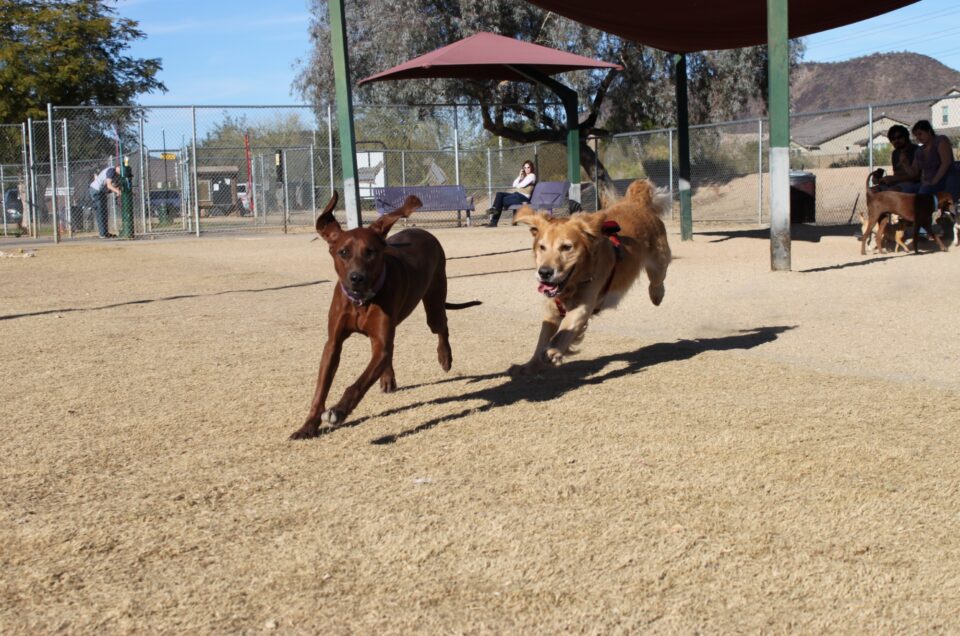 Glendale Dog Parks – Glendale, AZ