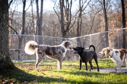 Allegheny County Dog Parks