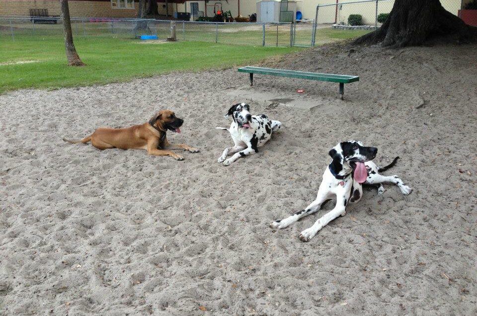 Isle of Palms Bark Park – Isle of Palms, SC