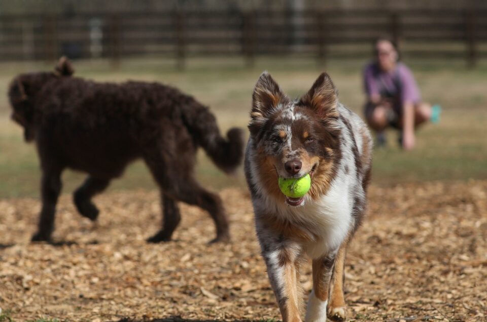 Lexington Dog Parks