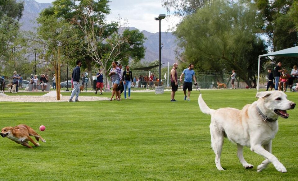 Palm Springs Dog Parks – California