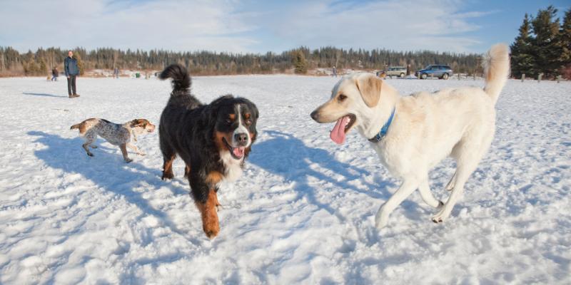 Red Deer: Off-Leash Dog Parks