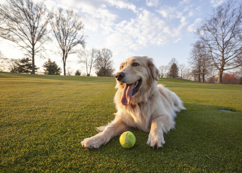 Anne Arundel County Dog Parks Pet Friendly Travel