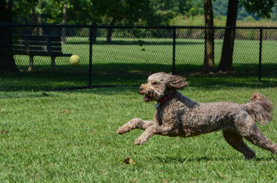 Cincinnati: Armleder Dog Park, Otto Armleder Memorial Park | Pet