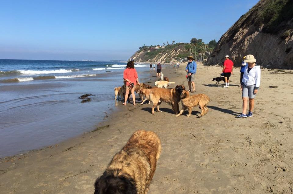 Santa Barbara County Dog Parks – California