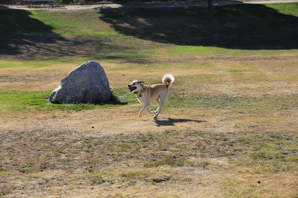 Bakersfield Dog Parks – Bakersfield, CA
