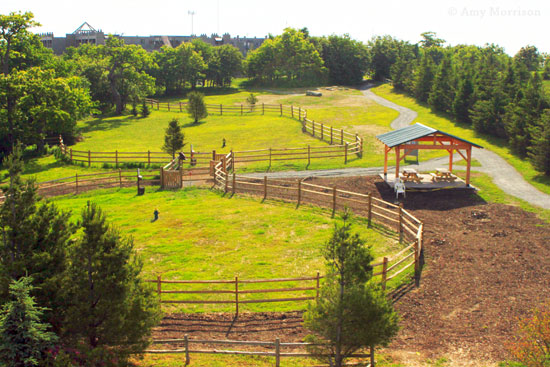 Beech Mountain: Beech Mountain Bark Park