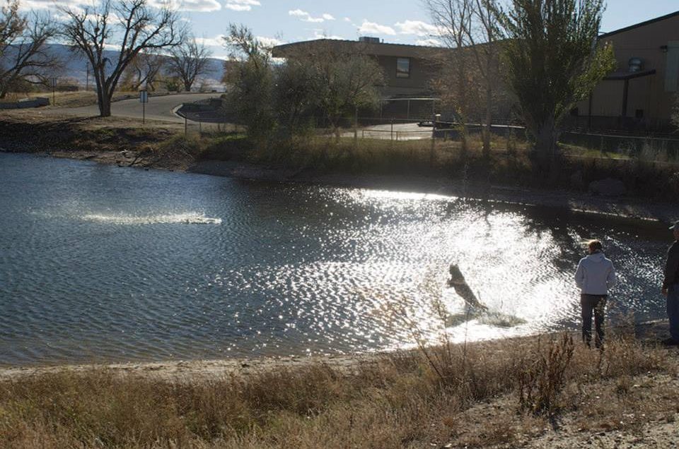 Casper: Dog Parks