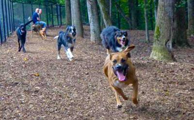 Cobb County: Dog Parks