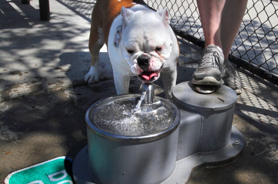 Dougherty Hills Dog Park – Dublin, CA