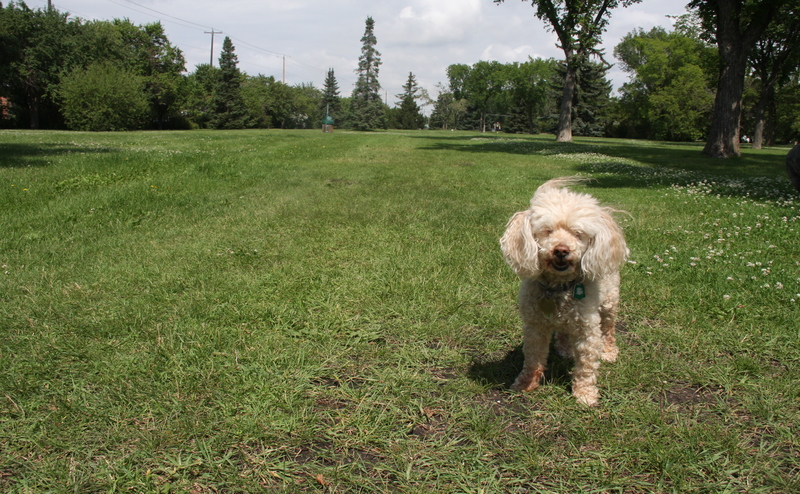Edmonton: Dog Off-Leash Areas