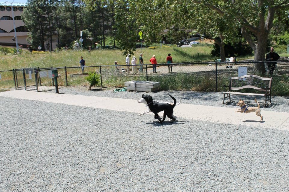 Field of Dogs – San Rafael, CA