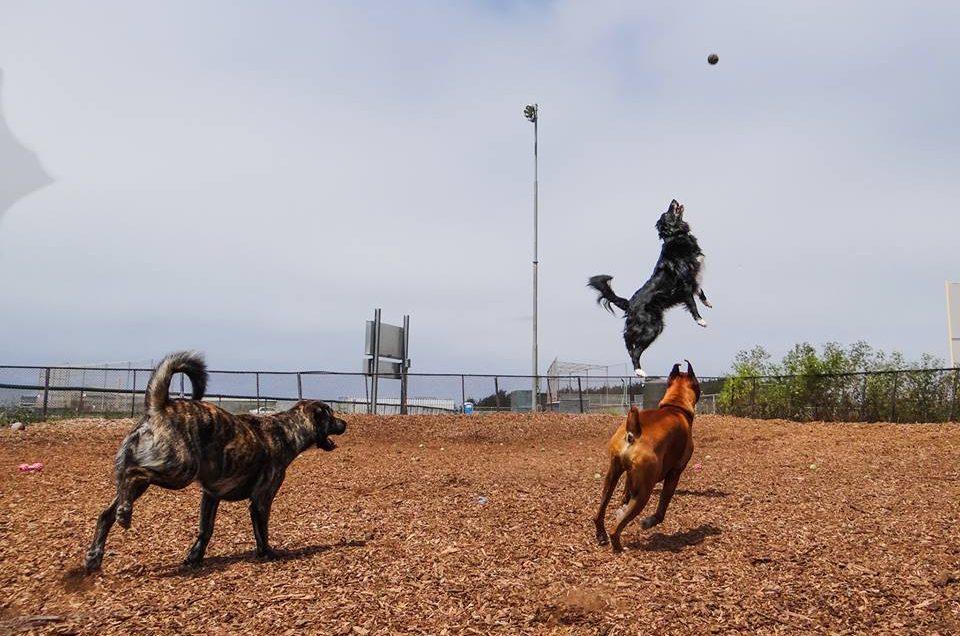 Coastside Dog Park – Half Moon Bay, CA