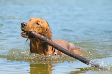 Independence Grove Dog Park – Libertyville, IL