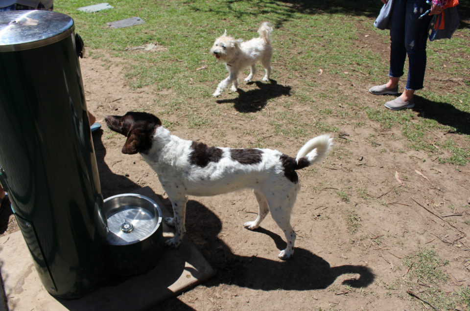 Palo Alto Off-Leash Dog Areas