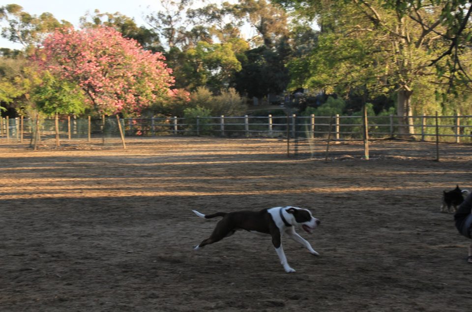San Diego Dog Parks – San Diego, CA