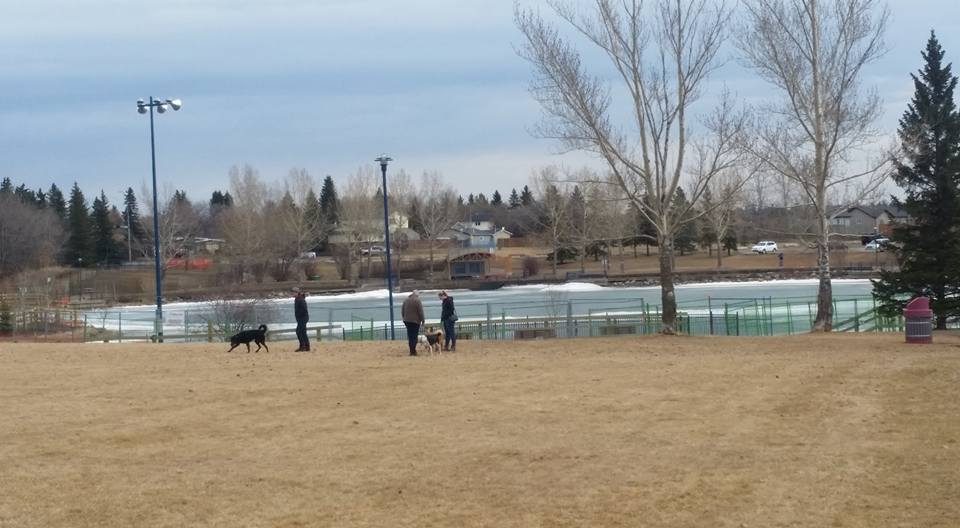 St. Albert: Dog-Friendly Parks & Off-Leash Areas