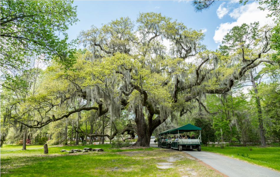 Charleston Magnolia Plantation Gardens Pet Friendly Travel