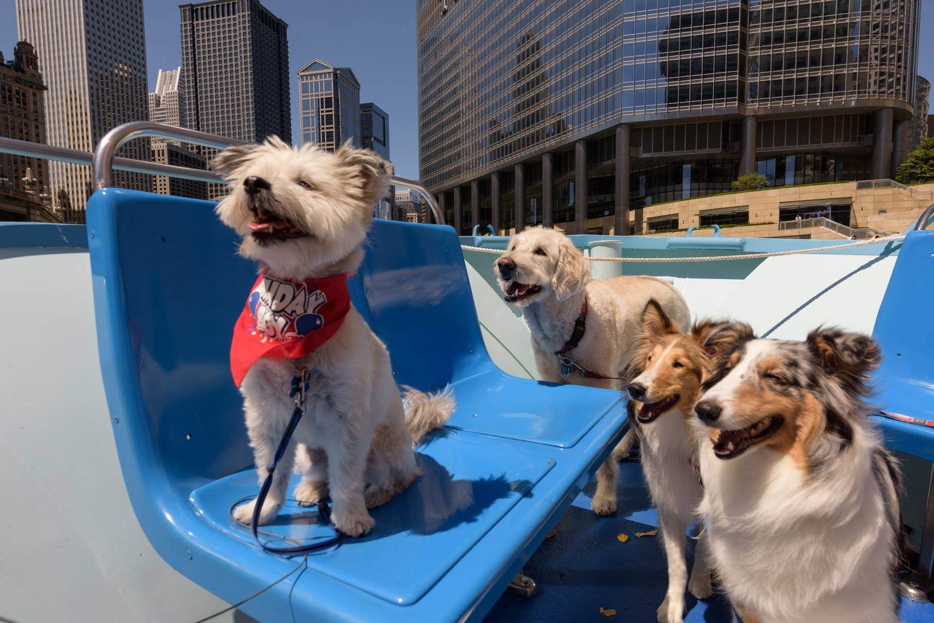 Mercury's Canine Cruise Boat Tours Pet Friendly Travel