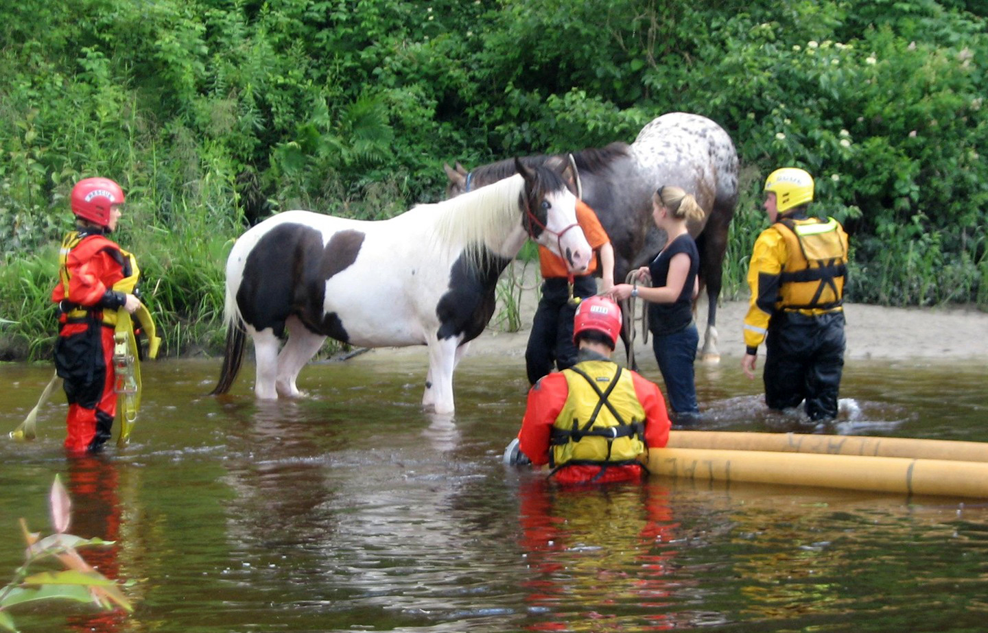 Pet Evacuation in Massachusetts Emergency Shelters Pet Friendly Travel