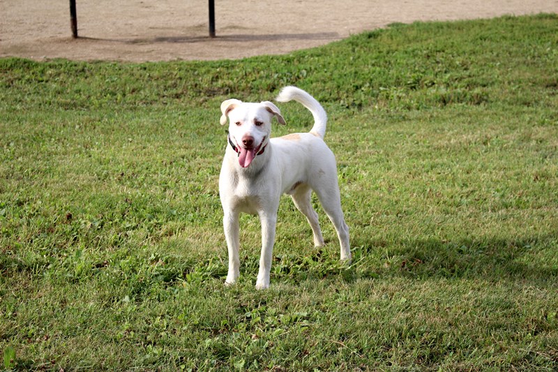 Prairie Wolf Dog Park – Lake Forest, IL