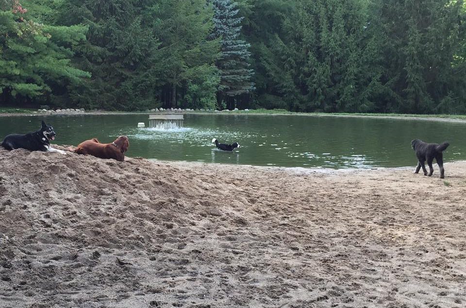 Shaggy Pines Dog Park – Ada, MI