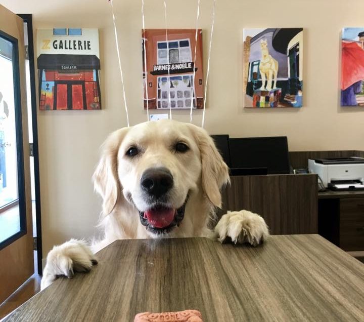 Bridgeport Village Tigard, OR Pet Friendly Travel