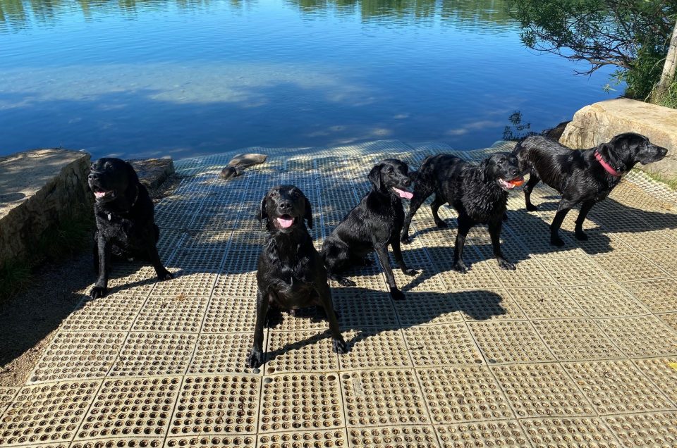 Waukesha County Dog Swim Areas, WI