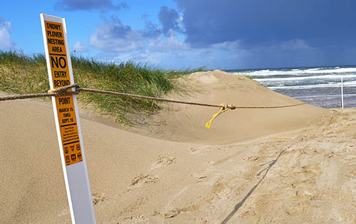 Western Snowy Plover Dog Restrictions