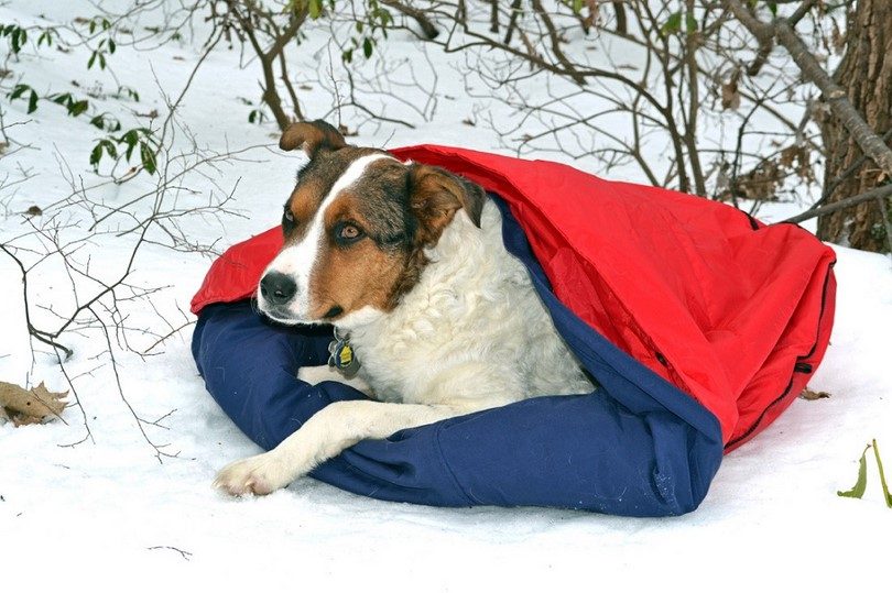 NobleCamper 2-in-1 Travel Dog Bed & Sleeping Bag