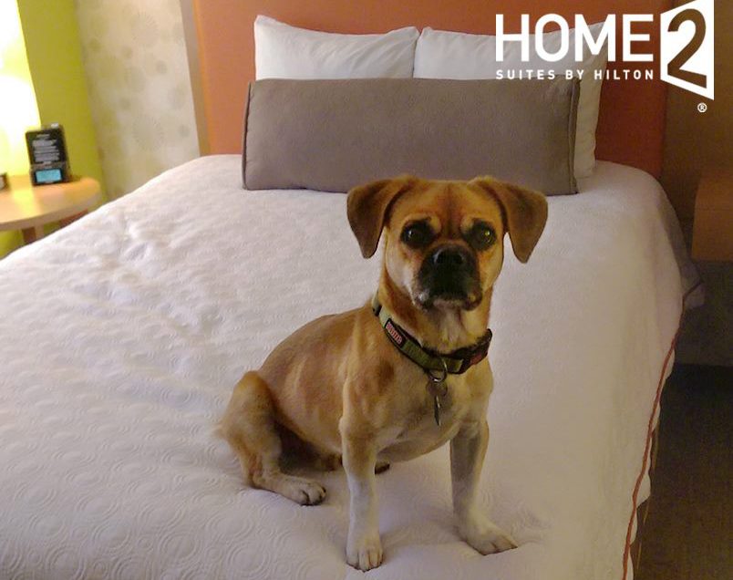 Home2 Suites Pet Policy
