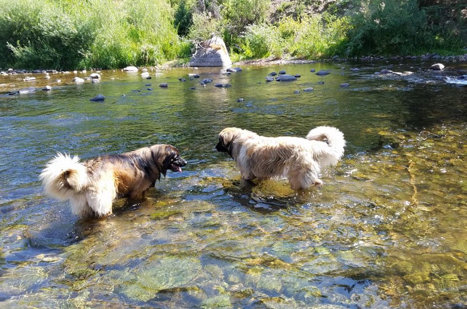 Stephens Park Off-Leash Dog Area – Vail, CO
