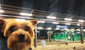 Pet-Friendly Trains in Europe & North America