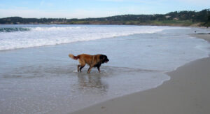 Carmel-by-the-Sea, CA