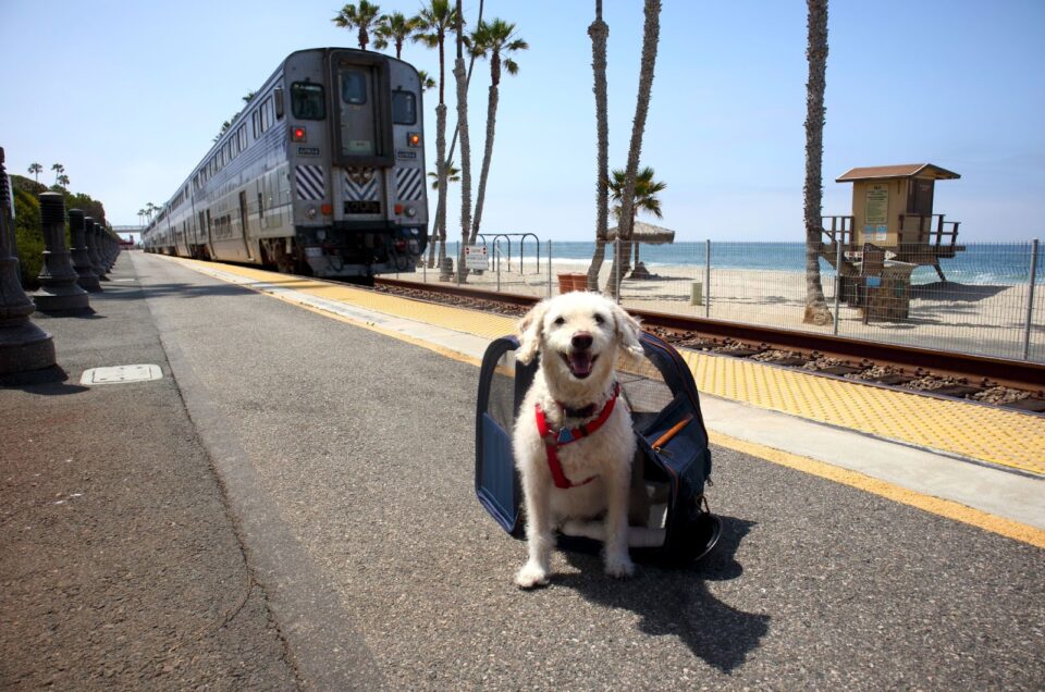 are dogs allowed on cal train